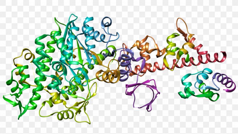 Myosin Protein Actin Structure Muscle Contraction, PNG, 1280x722px, Myosin, Actin, Adenosine Triphosphate, Amino Acid, Art Download Free