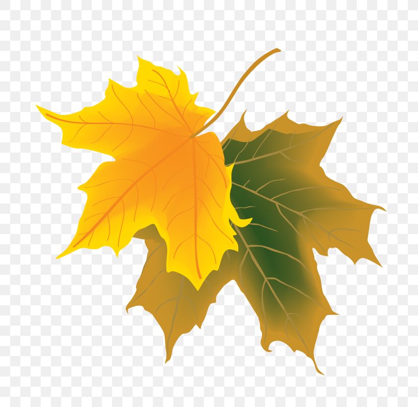 Deciduous Autumn Maple Leaf, PNG, 800x800px, Deciduous, Art, Autumn, Autumn Leaf Color, Color Download Free
