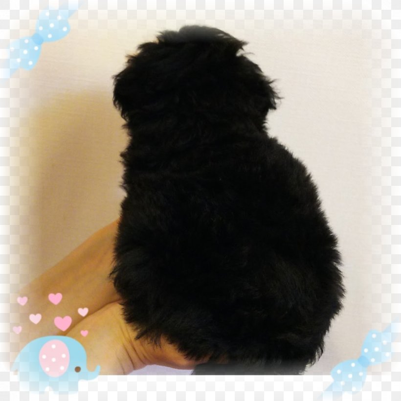 Schnoodle Cockapoo Havanese Dog Affenpinscher Spanish Water Dog, PNG, 1200x1200px, Schnoodle, Affenpinscher, Breed, Carnivoran, Cockapoo Download Free