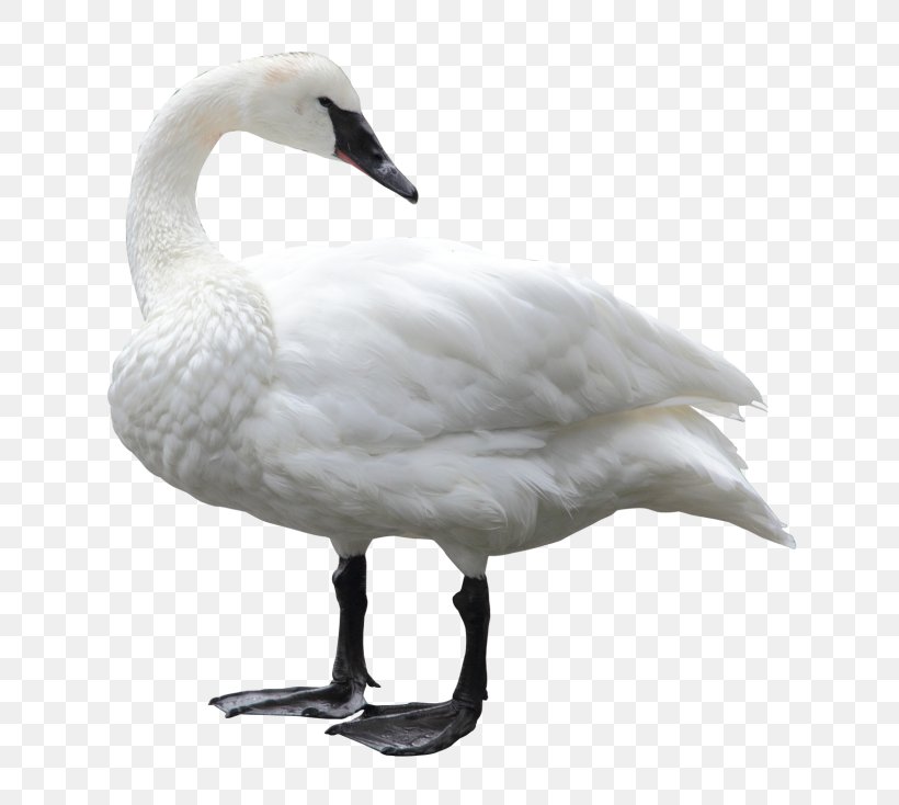 Bird Mute Swan Goose, PNG, 768x734px, Bird, Anatidae, Beak, Black Swan, Cygnini Download Free