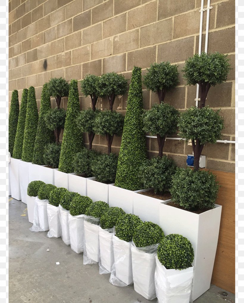 Hedge Tree Topiary Box Evergreen, PNG, 1024x1269px, Hedge, Banquet, Box, Evergreen, Flowerpot Download Free