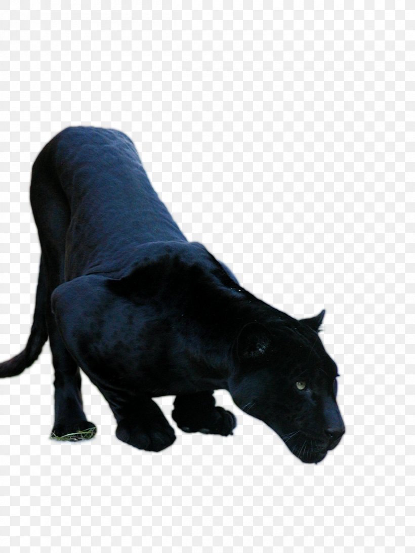 Black Panther Jaguar Cars Jaguar XF Cougar, PNG, 1200x1600px, Black Panther, Big Cats, Carnivoran, Cat Like Mammal, Cougar Download Free