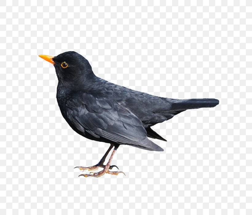 Common Blackbird Stock Photography, PNG, 640x700px, Bird, American Crow, Beak, Black And White, Blackbird Download Free