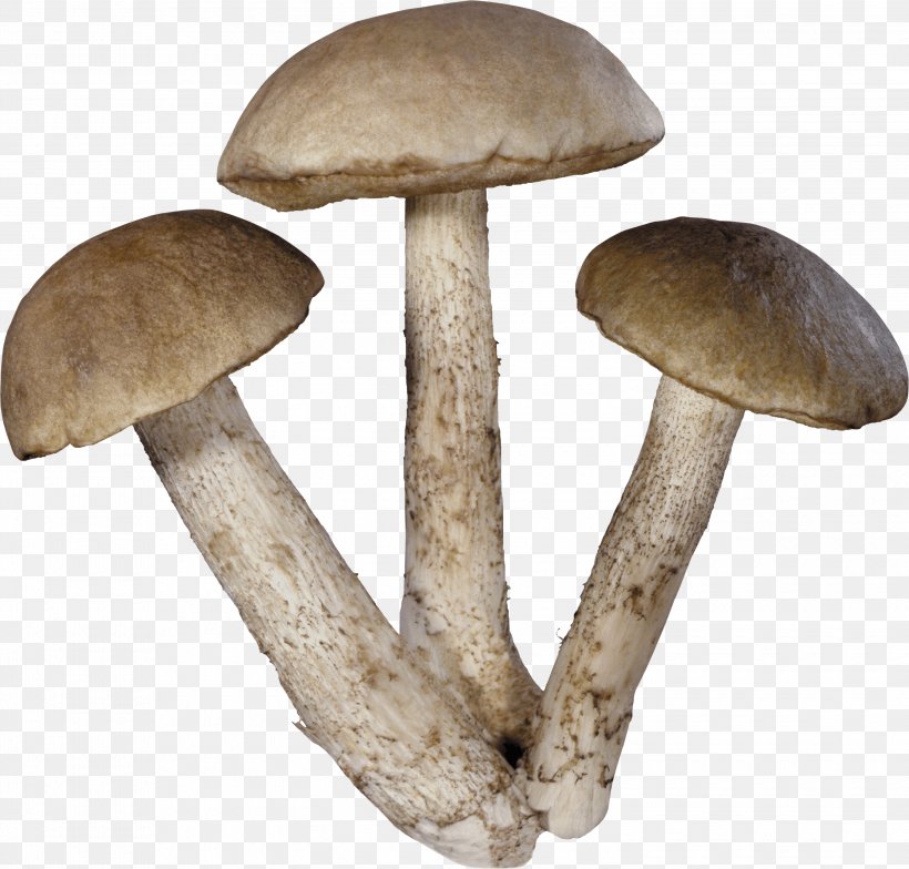 Common Mushroom Theme Clip Art, PNG, 3000x2870px, Mushroom, Clipping Path, Common Mushroom, Edible Mushroom, Fungus Download Free