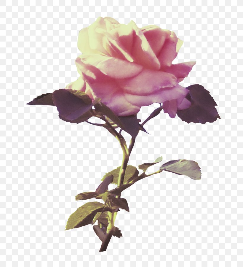 Garden Roses, PNG, 703x900px, Flower, Cut Flowers, Floribunda, Flowering Plant, Garden Roses Download Free