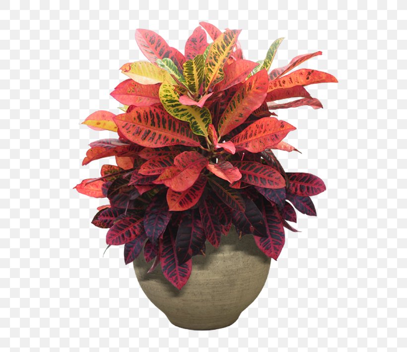 Houseplant Flower Tree, PNG, 591x709px, Light, Artificial Flower, Cactaceae, Cut Flowers, Floral Design Download Free