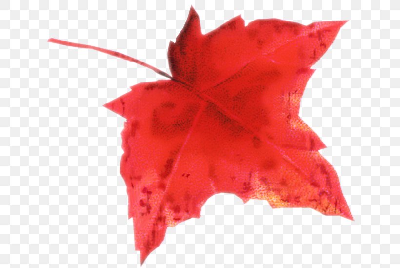 Maple Leaf Autumn Leaf Color Petal, PNG, 635x549px, Leaf, Autumn, Autumn Leaf Color, Canadian Gold Maple Leaf, Carmine Download Free