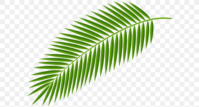Palm Branch Desktop Wallpaper Arecaceae Clip Art, PNG, 600x444px, Palm Branch, Arecaceae, Coconut, Diagram, Leaf Download Free