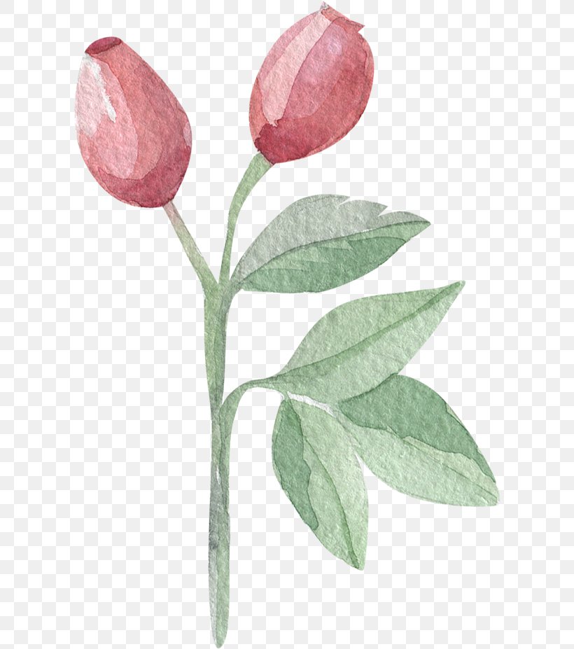 Tulip Watercolor Painting Leaf Follaje, PNG, 610x927px, Tulip, Branch, Drawing, Flower, Flowering Plant Download Free