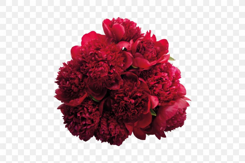 Peony Flower Bouquet Burgundy Pink Flowers, PNG, 4500x3000px, Peony, Annual Plant, Arena Flowers, Blog, Burgundy Download Free