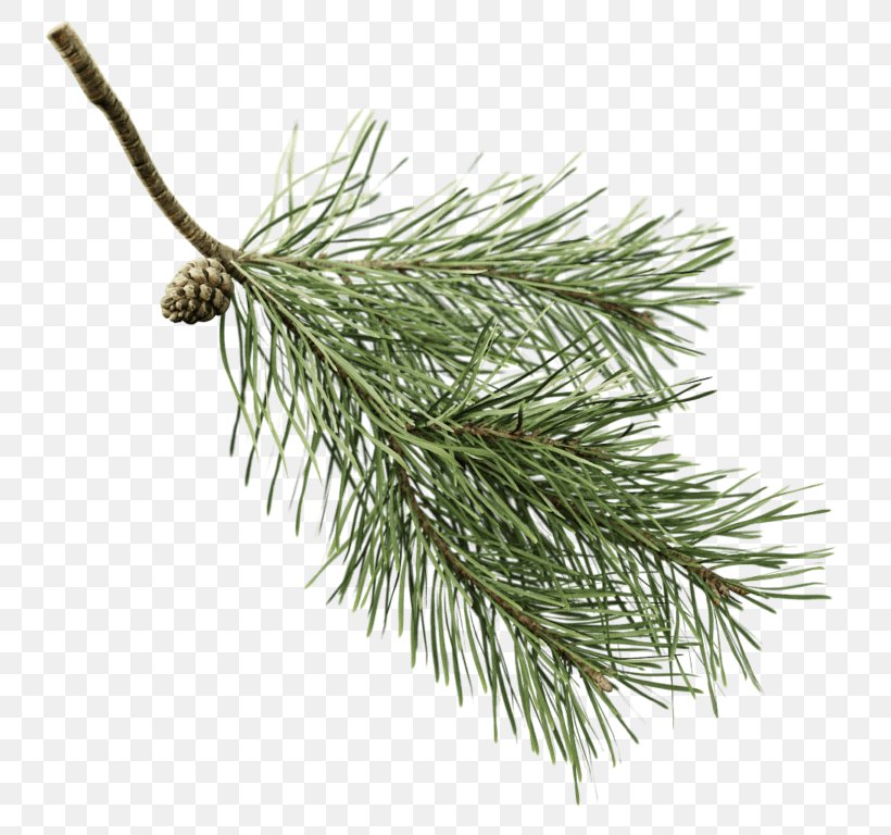 Fir Twig Scots Pine Spruce Branch, PNG, 768x768px, Fir, Bonsai, Branch, Christmas Ornament, Conifer Download Free