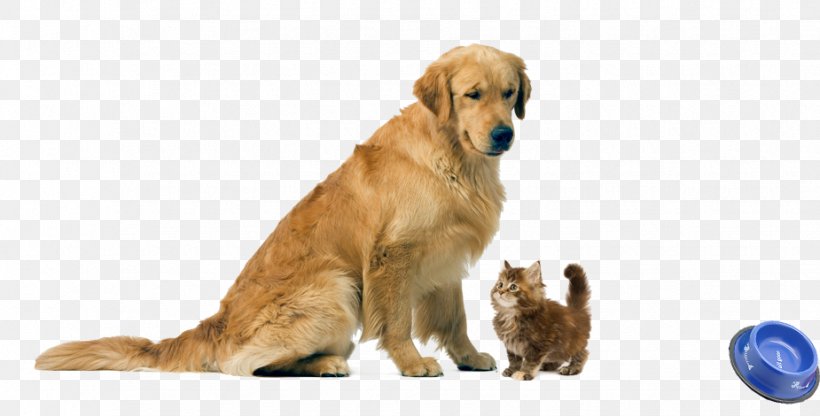 Golden Retriever Puppy Dog Breed Kitten Cat, PNG, 925x470px, Golden Retriever, Breed, Carnivoran, Cat, Companion Dog Download Free