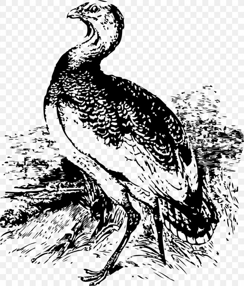 Bird Of Prey Great Bustard Clip Art, PNG, 1093x1280px, Bird, Art, Beak, Bird Flight, Bird Of Prey Download Free