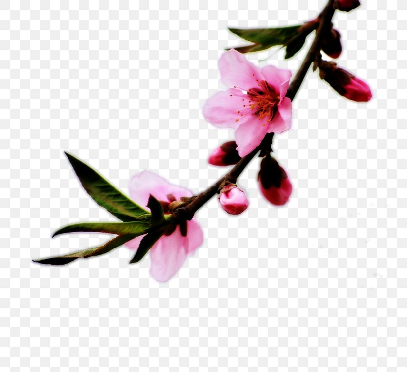 Blossom Petal Peach, PNG, 750x750px, Blossom, Branch, Bud, Cherry Blossom, Flower Download Free