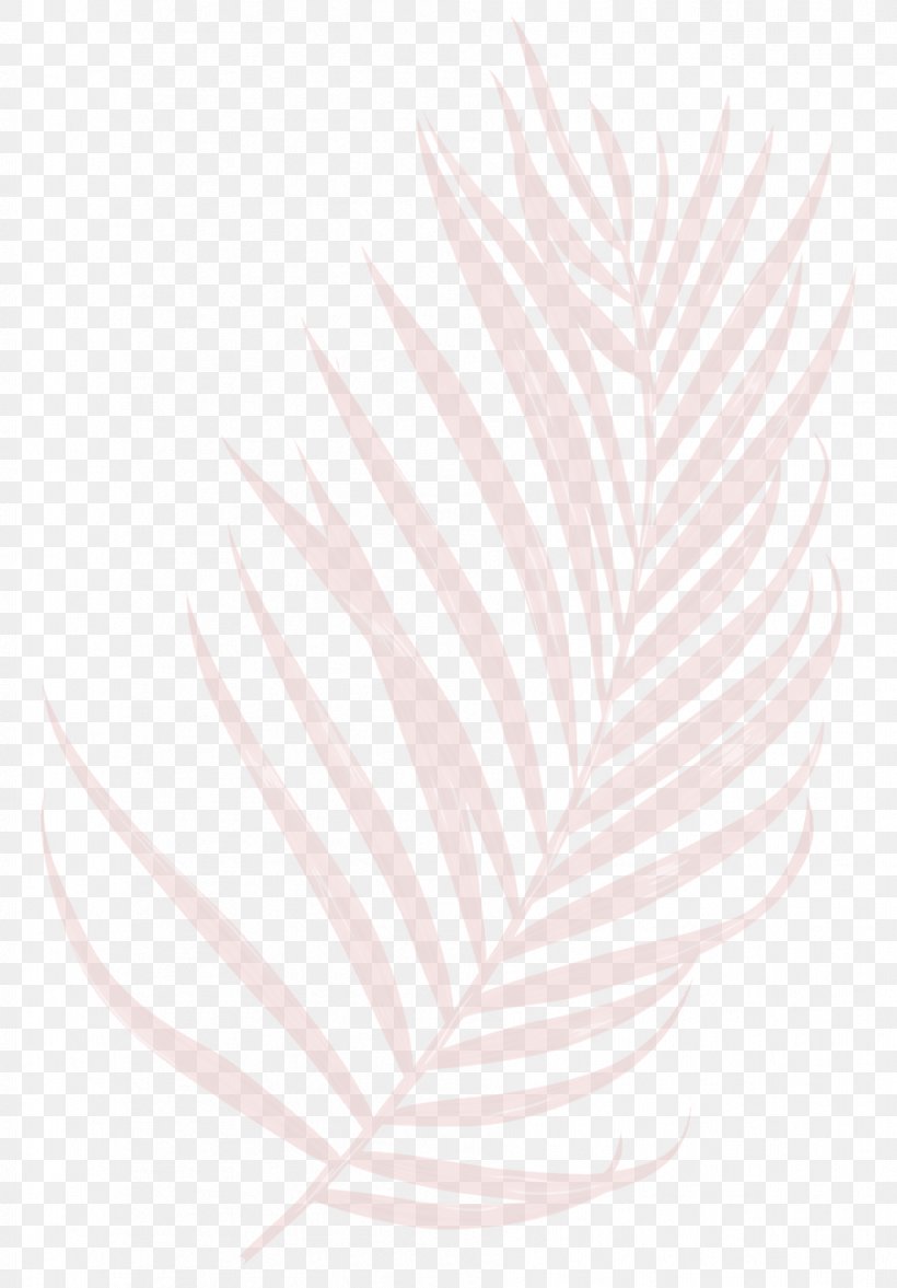 Feather Leaf Arecaceae Mat Petal, PNG, 907x1302px, Feather, Arecaceae, Bird, Dish, Flower Download Free