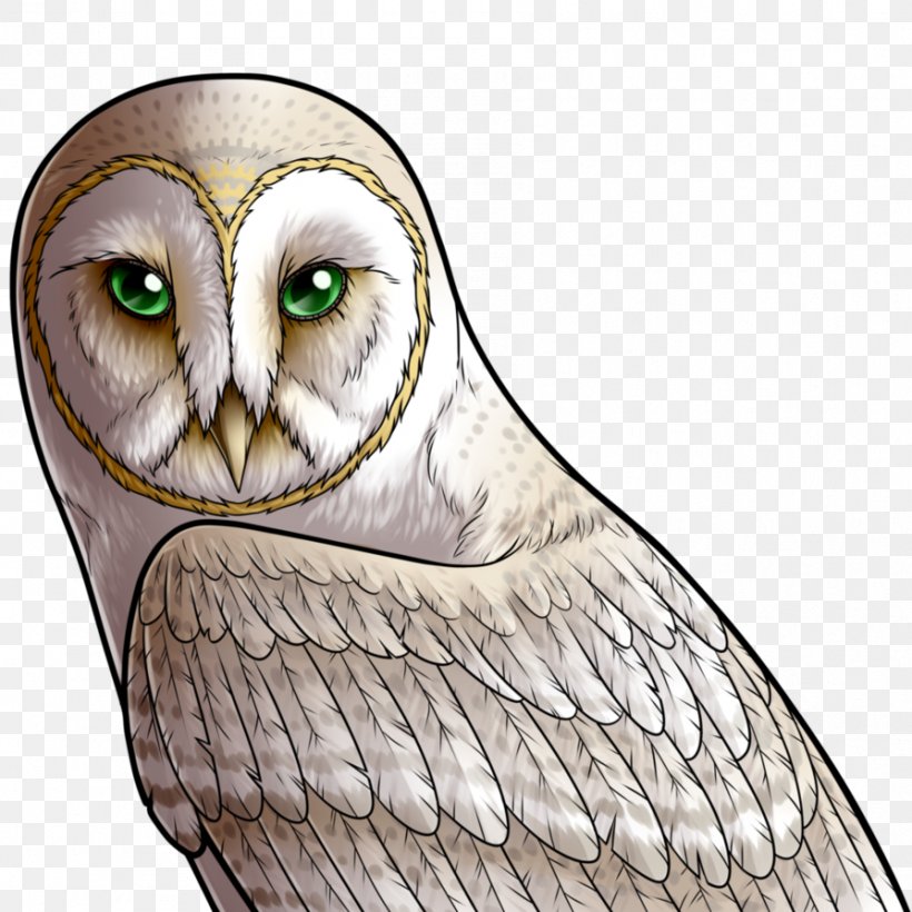 Owl Beak Bird Feather Eye, PNG, 894x894px, Owl, Beak, Bird, Bird Of Prey, Eye Download Free
