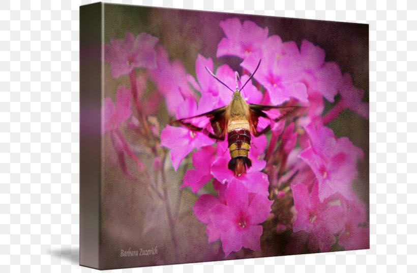 Pink M Cherry Blossom ST.AU.150 MIN.V.UNC.NR AD, PNG, 650x536px, Pink M, Bee, Blossom, Butterfly, Cherry Download Free