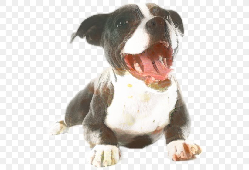 American Bully Dog, PNG, 531x560px, American Pit Bull Terrier, American Bulldog, American Bully, American Staffordshire Terrier, Boston Terrier Download Free