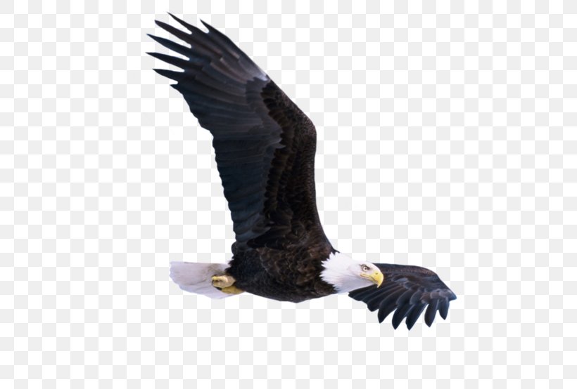 Bald Eagle Bird, PNG, 600x554px, Bald Eagle, Accipitriformes, Beak, Bird, Bird Of Prey Download Free
