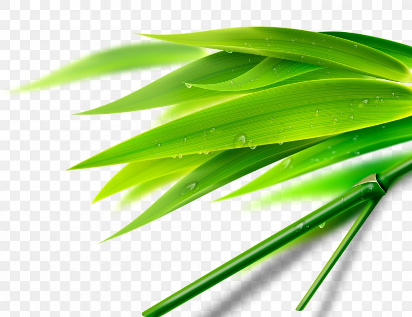 Bamboo Fundal Leaf Wallpaper, PNG, 1000x771px, Bamboo, Bladnerv, Fundal, Grass, Green Download Free