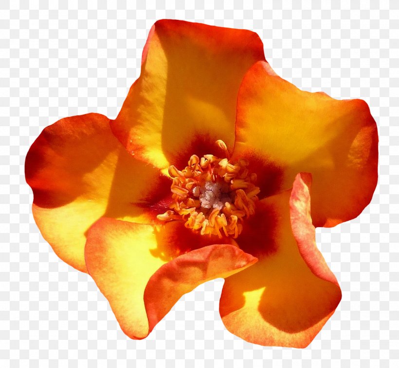 Flower Rose, PNG, 1500x1387px, Beach Rose, Floral Design, Flower, Flower Bouquet, Flowering Plant Download Free