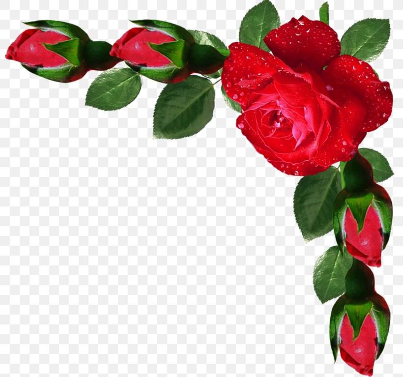 Jumu'ah Friday Muslim Salah Dua, PNG, 800x767px, 2017, 2018, Friday, Camellia, Cut Flowers Download Free