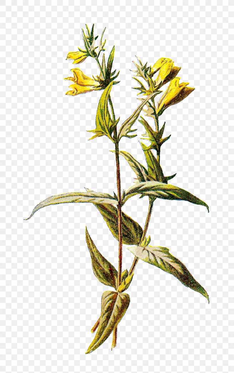 Common Wheat Emmer Einkorn Wheat Melampyrum Pratense, PNG, 1005x1600px, Common Wheat, Botanical Illustration, Botany, Branch, Drawing Download Free