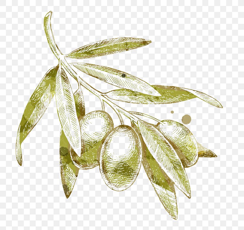 Olive Branch Drawing, PNG, 780x772px, Olive, Branch, Drawing, Food, Fruit Download Free