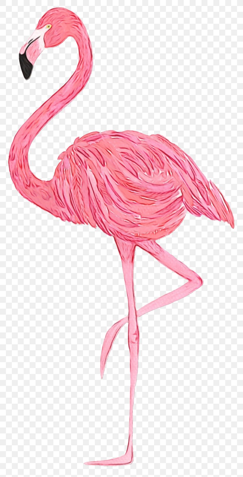 Flamingo Watercolor, PNG, 792x1607px, Flamingo, Beak, Bird, Greater Flamingo, Muscle Download Free