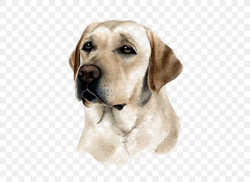 Labrador Retriever Puppy Purebred Dog Watercolor Painting, PNG, 564x598px, Labrador Retriever, Animal, Broholmer, Carnivoran, Companion Dog Download Free