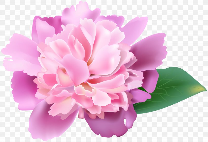 Peony Flower Image Resolution Clip Art, PNG, 8000x5457px, Peony, Carnation, Cut Flowers, Floral Design, Floristry Download Free