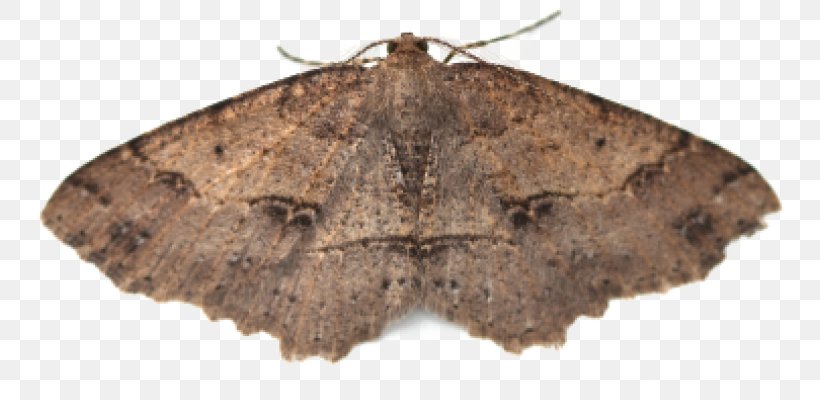 Pest Control Moths Insect, PNG, 800x400px, Pest, Arthropod, Bozzolo, Brush Footed Butterfly, Butterflies And Moths Download Free