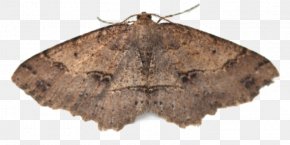 Insect - Pest Control Moths Insect PNG