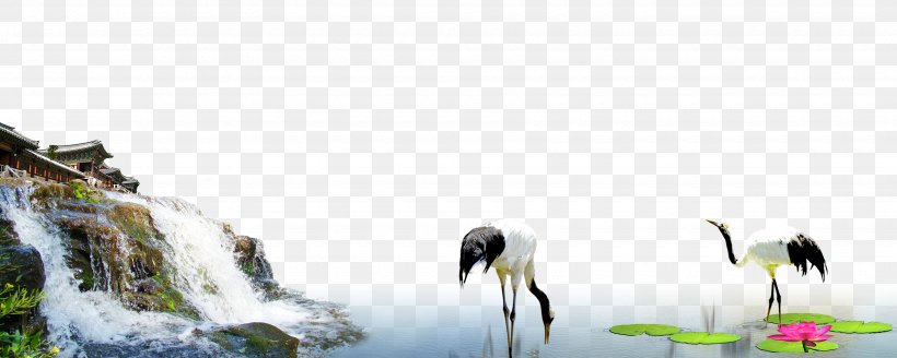 Red-crowned Crane Bird Siberian Crane Wallpaper, PNG, 3500x1400px, Crane, Beak, Bird, Fauna, Flightless Bird Download Free