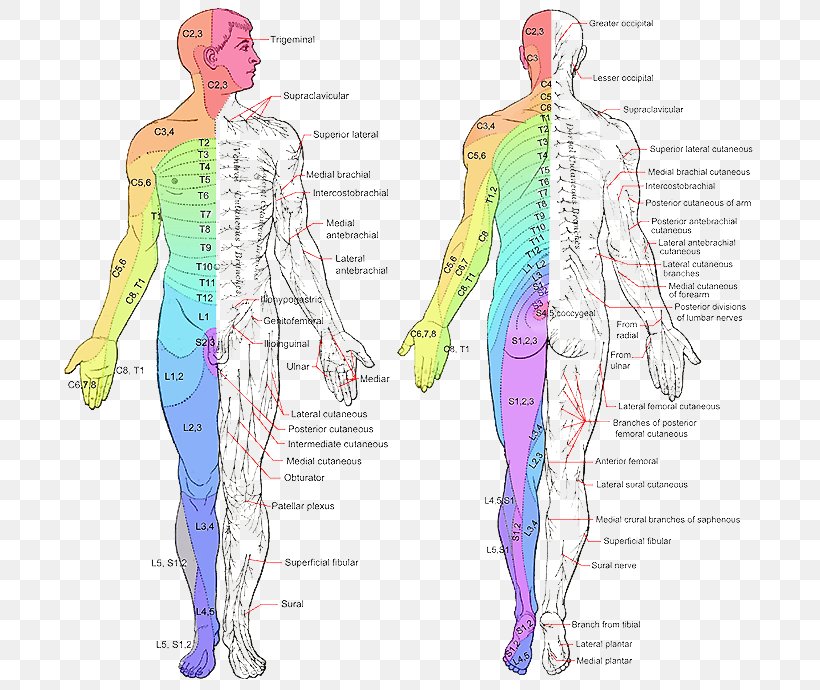 Spinal Nerve Dermatome Chart