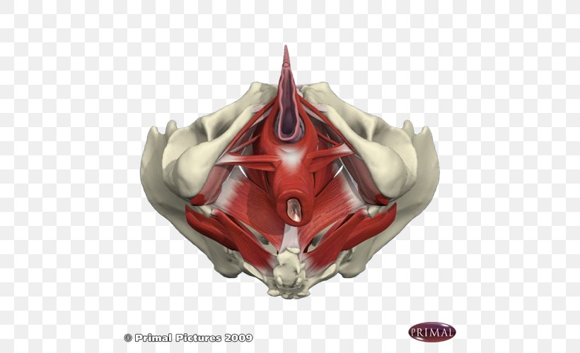 Pelvic Floor Pelvis Physical Therapy Interstitial Cystitis, PNG, 500x500px, Pelvic Floor, Anatomy, Biofeedback, Exercise, Interstitial Cystitis Download Free