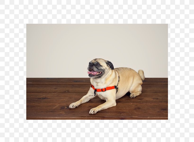 Pug Puppy Dog Breed Companion Dog Dog Harness, PNG, 600x600px, Pug, Breed, Carnivoran, Cat, Catnip Download Free