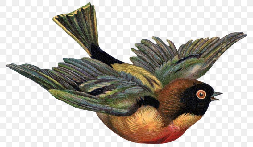 Bird Victorian Era Clip Art, PNG, 800x477px, Bird, Beak, Bird Egg, Bird Nest, Birdcage Download Free