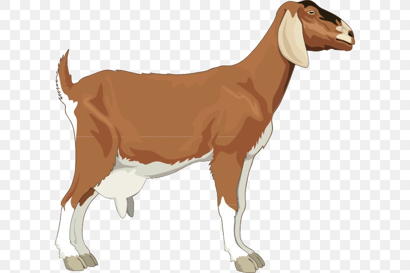 Boer Goat Sheep Clip Art, PNG, 600x546px, Boer Goat, Cattle Like Mammal, Cow Goat Family, Fauna, Goat Download Free