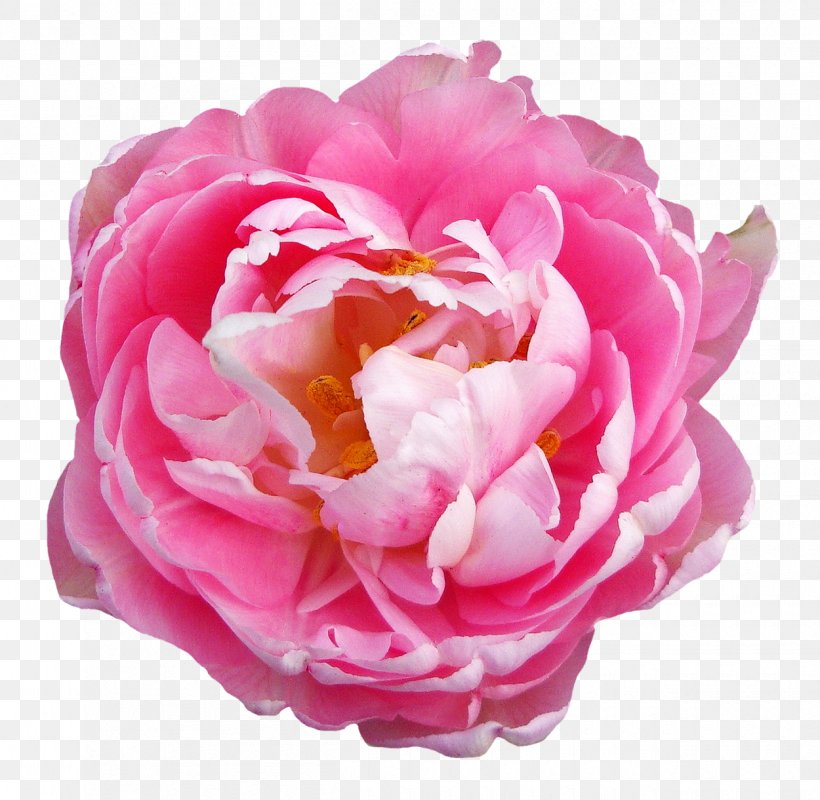 Centifolia Roses Pink Flowers, PNG, 1250x1221px, T Shirt, Artificial Flower, Cut Flowers, Floral Design, Flower Download Free