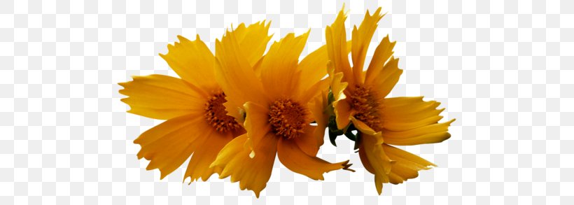 Culture Petal Fasting Yellow Clip Art, PNG, 500x293px, Culture, Daisy Family, Fasting, Flower, Flowering Plant Download Free
