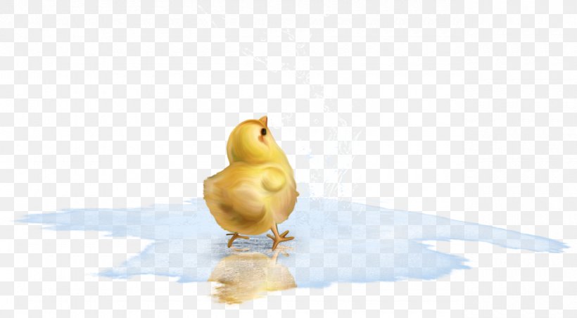 Duck Bird Chicken Goose Cygnini, PNG, 1280x706px, Duck, Anatidae, Animal, Beak, Bird Download Free