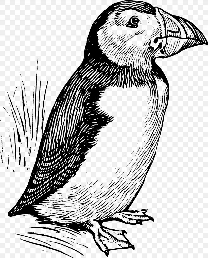 Puffin Line Art Clip Art, PNG, 1845x2291px, Puffin, Art, Beak, Bird, Bird Of Prey Download Free