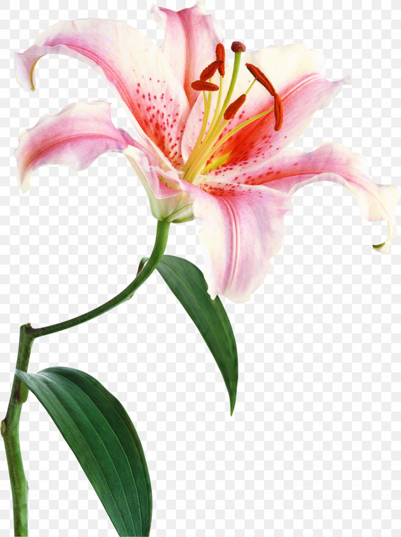 White Lily Flower, PNG, 897x1200px, Lily, Amaryllis Belladonna, Amaryllis Family, Crinum, Cut Flowers Download Free