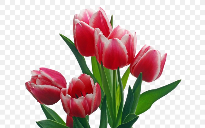 Flower Desktop Wallpaper Tulip Image Hosting Service, PNG, 650x514px, Flower, Blossom, Bud, Cut Flowers, Floral Design Download Free