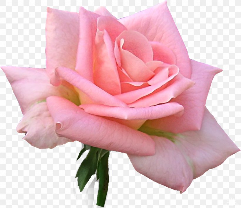 Garden Roses Flower Clip Art, PNG, 1091x944px, Garden Roses, Color, Cut Flowers, Floribunda, Flower Download Free