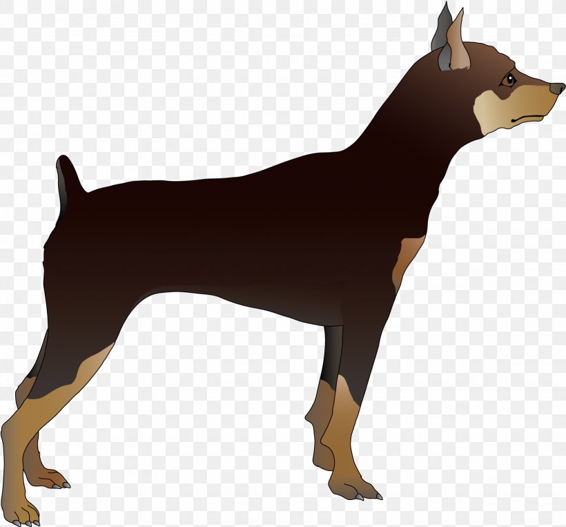 Dobermann Miniature Pinscher German Pinscher Manchester Terrier Dog Breed, PNG, 1638x1525px, Dobermann, Ancient Dog Breeds, Animal, Black And Tan Terrier, Canidae Download Free