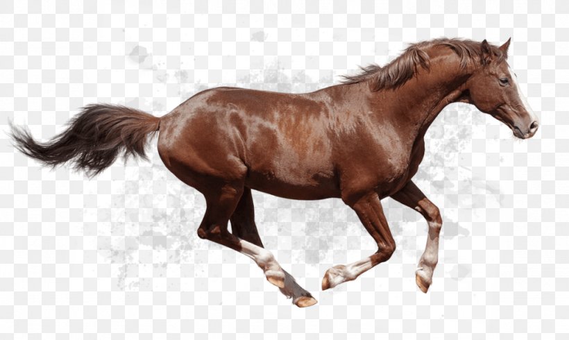 Arabian Horse Thoroughbred Friesian Horse Andalusian Horse American Quarter Horse, PNG, 1024x612px, Arabian Horse, American Quarter Horse, Andalusian Horse, Animal Figure, Bay Download Free