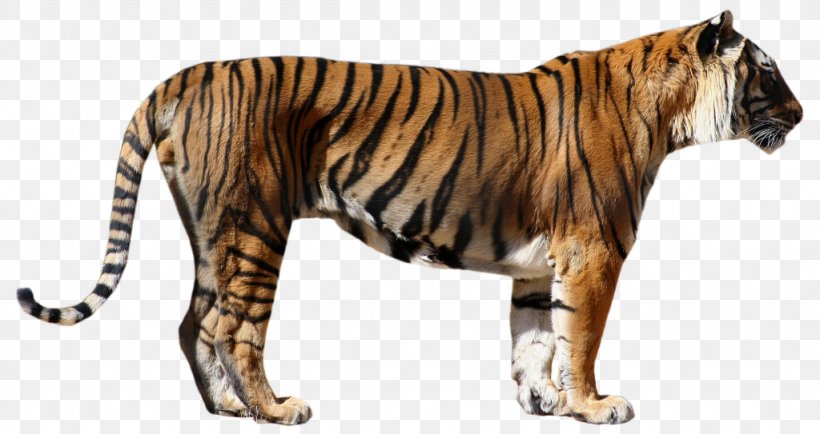 Lion Felidae Leopard Siberian Tiger Clip Art, PNG, 1024x543px, Lion, Animal Figure, Bengal Tiger, Big Cat, Big Cats Download Free