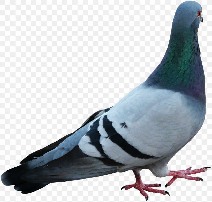 Stock Dove Bird Beak Feather, PNG, 1830x1746px, Stock Dove, Albaqi, Basmala, Beak, Bird Download Free